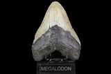 Large, Fossil Megalodon Tooth - North Carolina #75531-3
